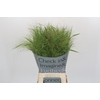 Panicum Fountain
