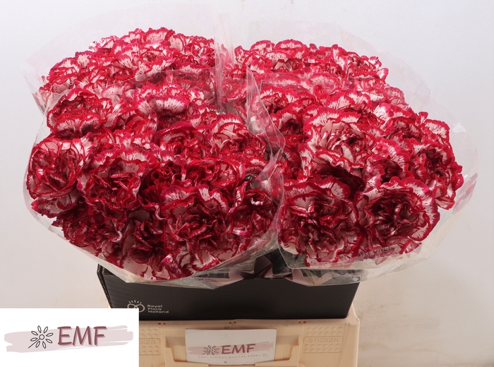 <h4>DI ST BACARAT</h4>