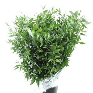 Ruscus Soft Middle 120 Gram