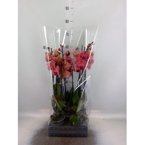 Phalaenopsis   ...orange