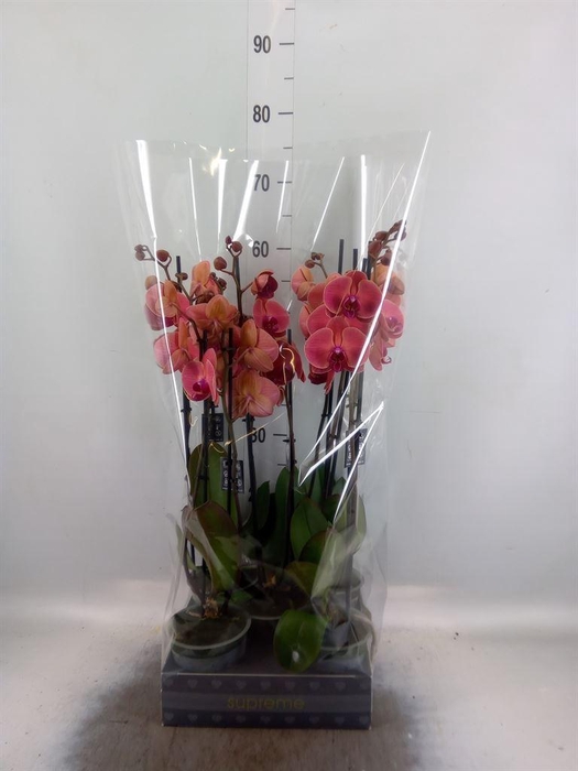 <h4>Phalaenopsis   ...orange</h4>