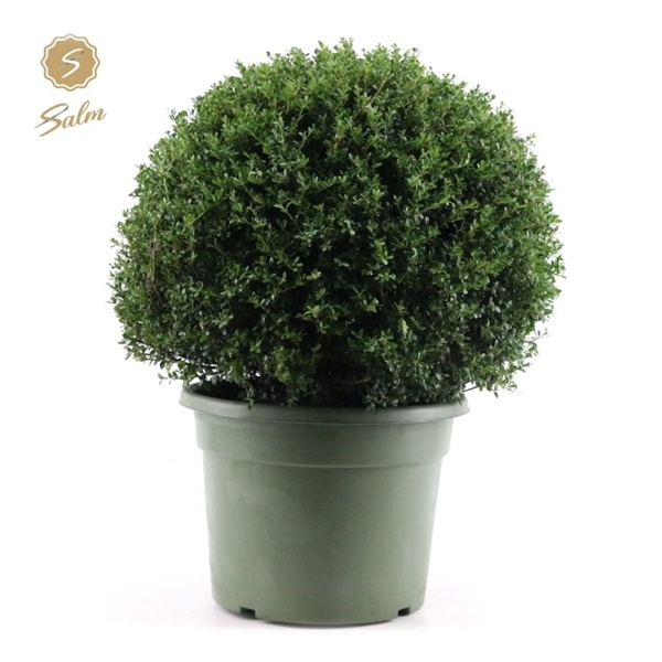 <h4>Ilex crenata Ball Ø60cm P40</h4>