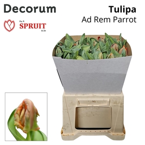 TU PA AD REM PARROT Kraag 30