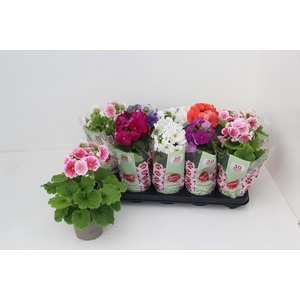 PRIM OB SWEETK A GEM