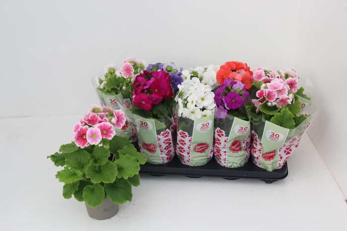 <h4>PRIM OB SWEETK A GEM</h4>