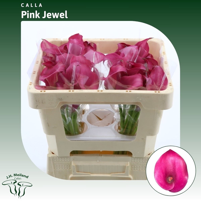 <h4>Calla Pink Jewel</h4>