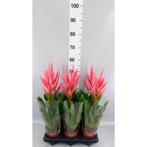Tillandsia  'Ziva'