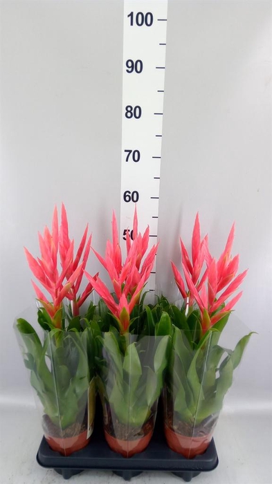 <h4>Tillandsia 'Ziva'</h4>