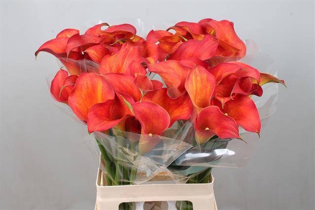 <h4>Calla Captain Trinity Kallaland</h4>