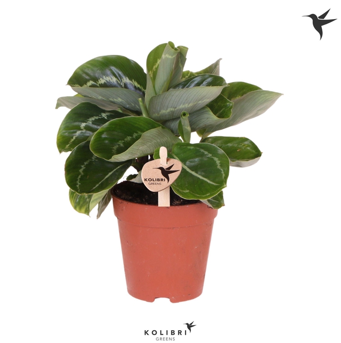 <h4>Kolibri Greens Calathea Roseopicta Green</h4>