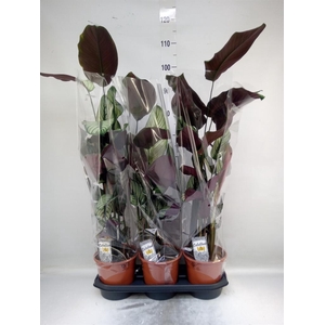 Calathea majestica 'Whitestar'
