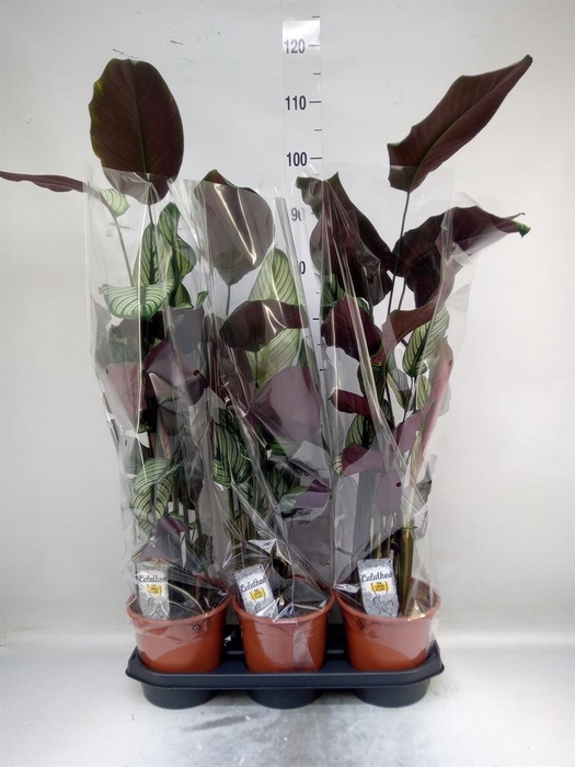 <h4>Calathea majestica 'Whitestar'</h4>