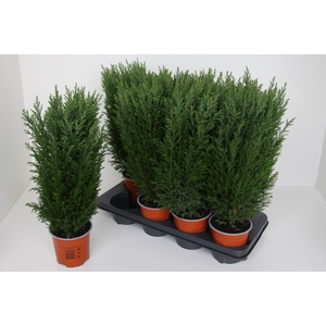 Chamaecyparis law. Ellwoodii