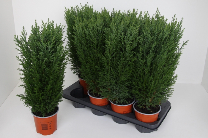 <h4>Chamaecyparis law. Ellwoodii</h4>