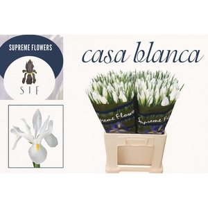 IRIS CASABLANCA