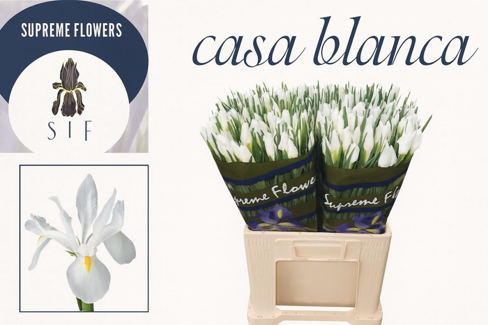 <h4>IRIS CASABLANCA</h4>