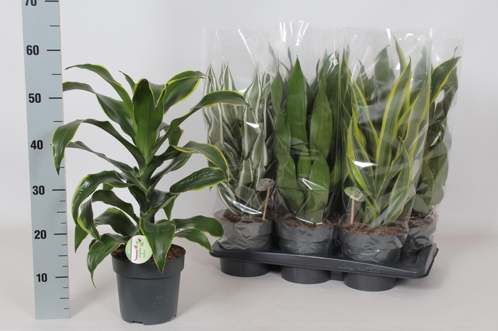 <h4>DRA FRAG GEM 3 SRT</h4>