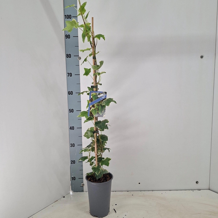 <h4>Hedera hel. ‘Glacier’ -- gestokt</h4>