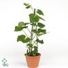 CUCUMIS HIRSUTUS X20