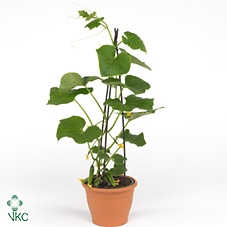 CUCUMIS HIRSUTUS X20