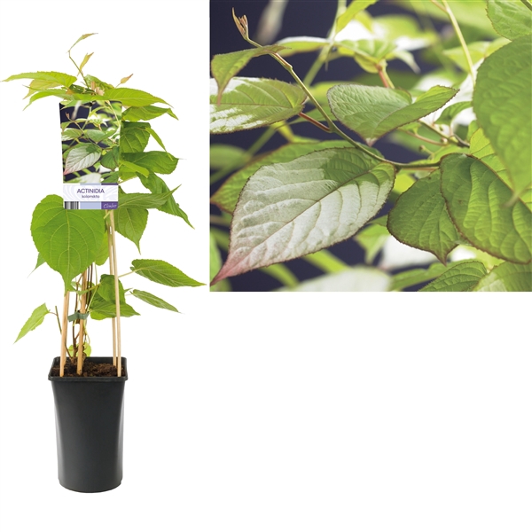 <h4>Actinidia kolomikta +light label</h4>