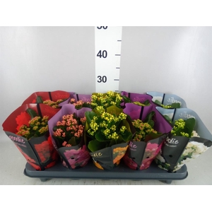 Kalanchoe blos. 'Perfecta'  ..mix 5