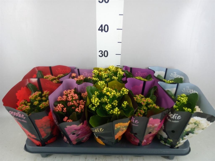 <h4>Kalanchoe blos. 'Perfecta'  ..mix 5</h4>