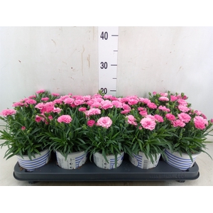 Dianthus  'I Love U'