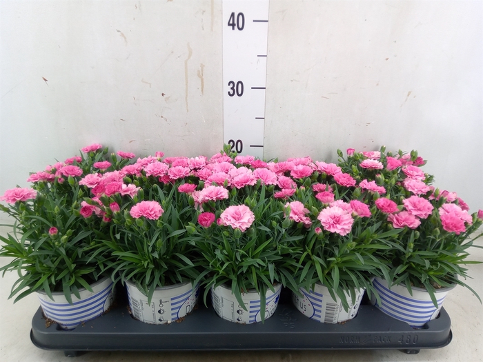 <h4>Dianthus  'I Love U'</h4>