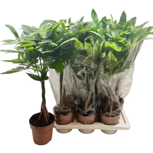 PACHIRA AQUATICA