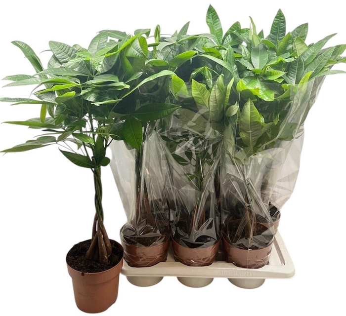 <h4>PACHIRA AQUATICA</h4>