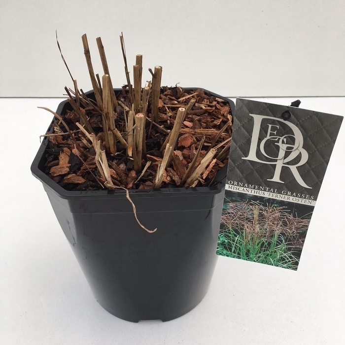 <h4>Graminées Miscanthus 'Ferner Osten'</h4>