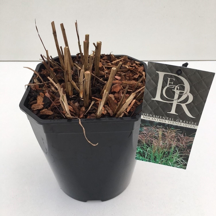 <h4>Graminées Miscanthus 'Ferner Osten'</h4>