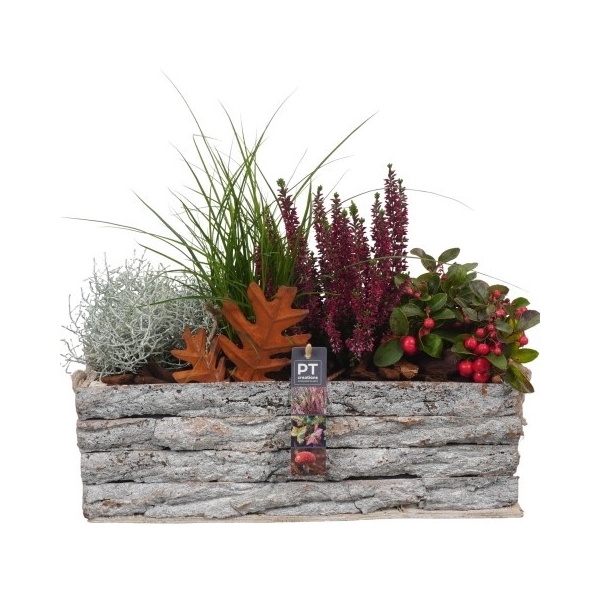 <h4>PTHO4206 Arrangement Herfst Outdoor in houten bak</h4>
