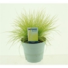 Festuca glauca AmiGold®
