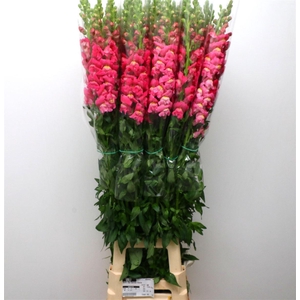 Antir Op Pink Extra X L