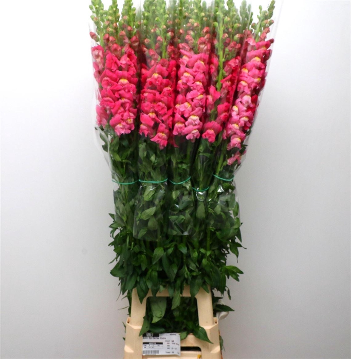 <h4>Antir Op Pink Extra X L</h4>