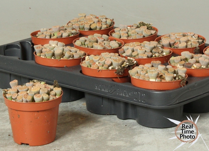 <h4>LITHOPS</h4>