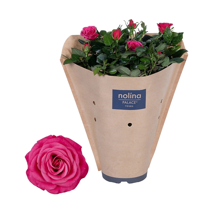 <h4>Nolina Roses Ø 17 cm Deep pink Paper sleeve</h4>