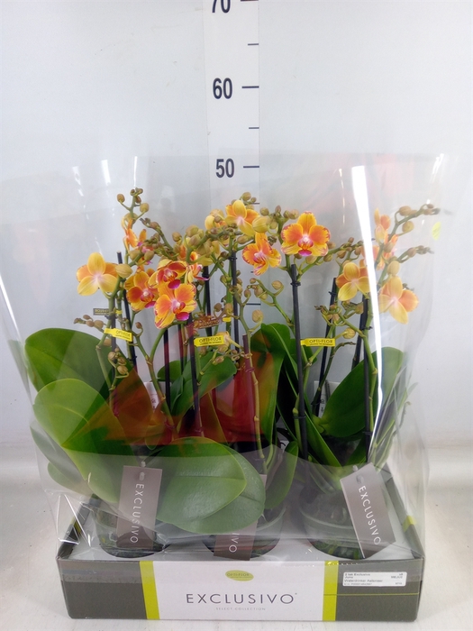 <h4>Phalaenopsis multi.   ...orange</h4>