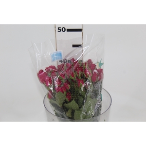 ROSA SPRAY GLORIOUS 040 CM