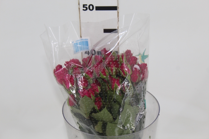 ROSA SPRAY GLORIOUS 040 CM