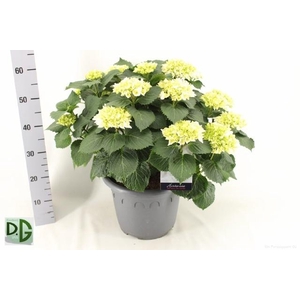 HYDR M CRYSTAL PALAC