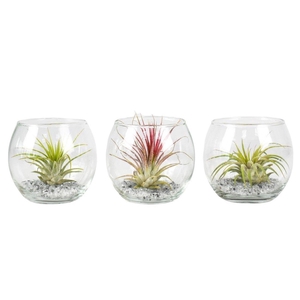 ARR TILLANDSIA