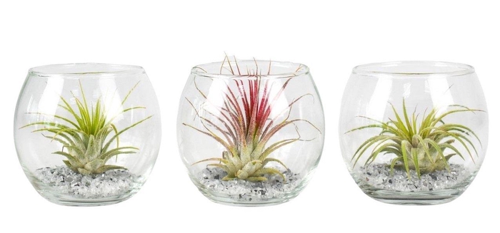 <h4>Tillandsia glas bol mini</h4>