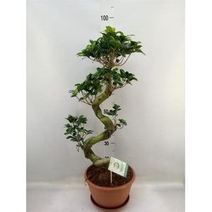 Ficus microcarpa 'Ginseng'