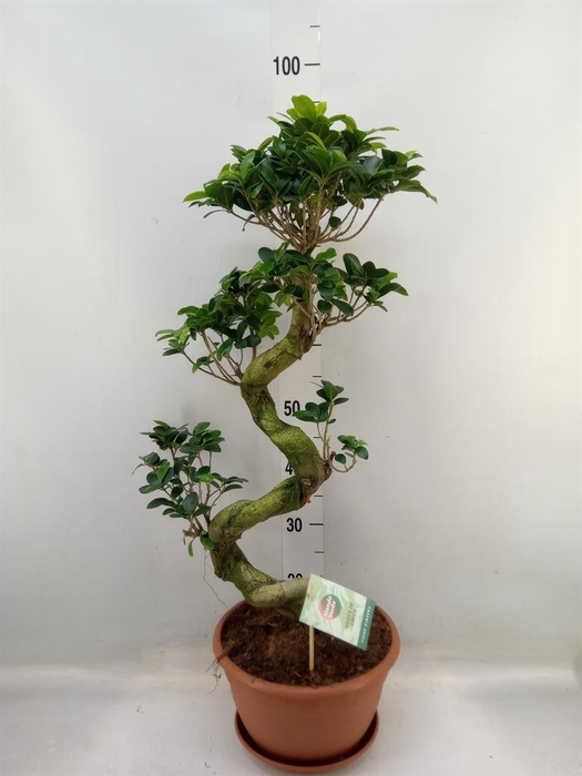 <h4>Ficus microcarpa 'Ginseng'</h4>