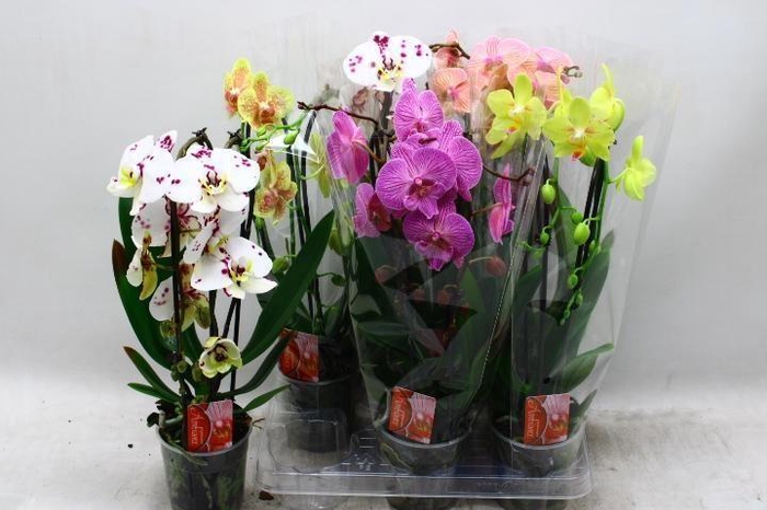 <h4>PHAL EL CASCADE</h4>