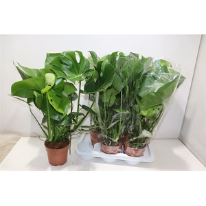 arr8 Monstera Deliciosa