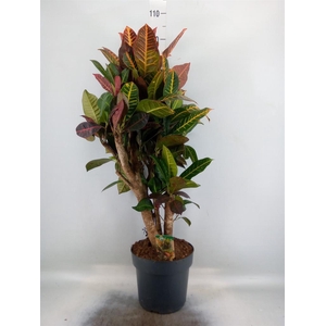 Codiaeum var. GR 'Petra'